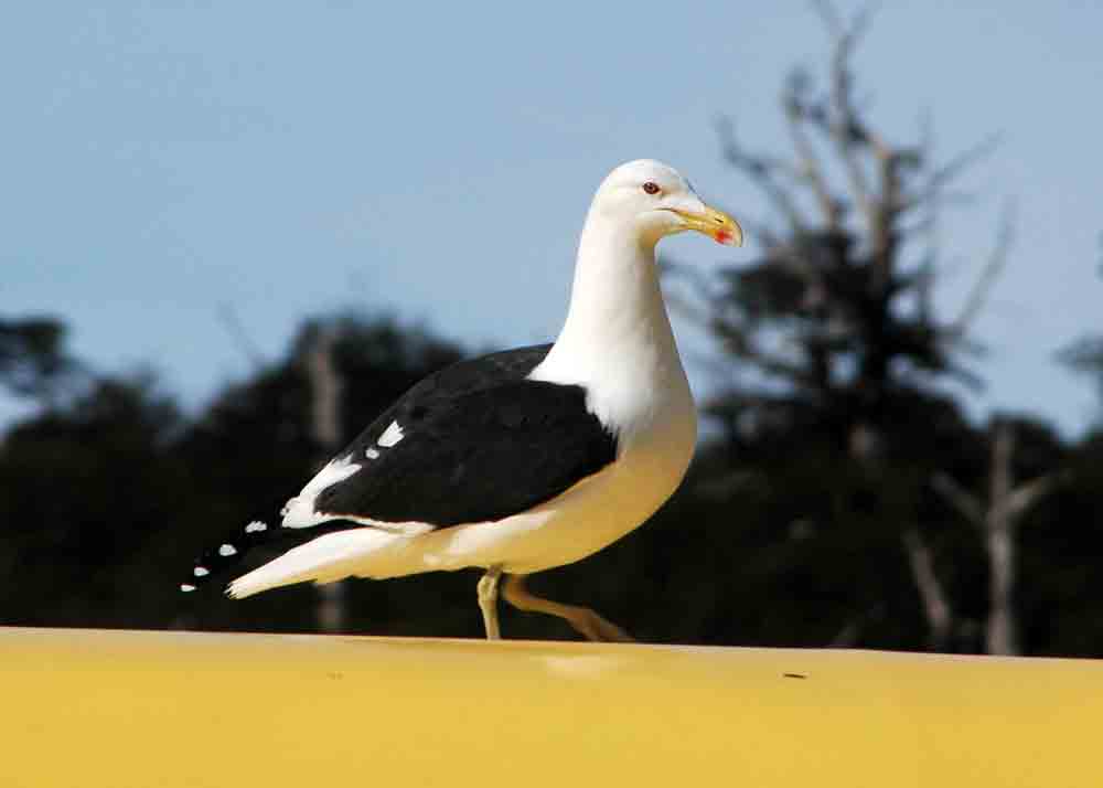 Gaviota - Ushuaia - Argentina 2.jpg